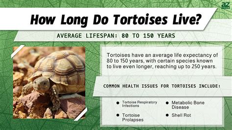 oldest turtle life expectancy.